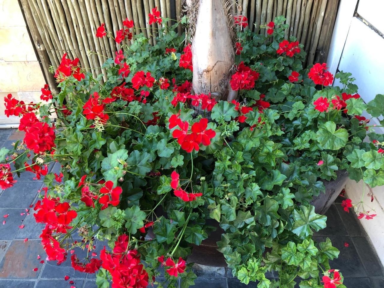 Mountview Guest House Cape Town Ngoại thất bức ảnh